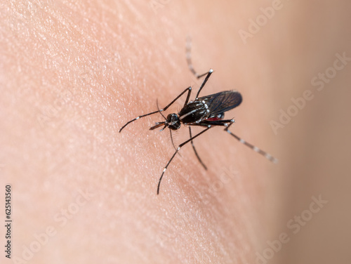 【昆虫】血を吸うヒトスジシマカ 蚊 