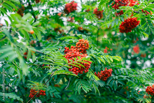 Rowan berry on a tree among green leaves. Background