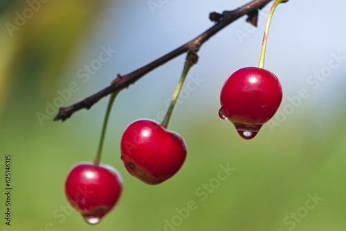 red cherries with dew drops, czerwone wiśnie z kroplami deszczu
