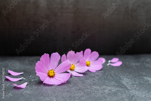 Pink flowers and petals on a black marble background. Background with pink flowers.