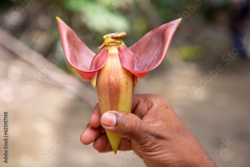 Banana flower in hand, Bangladesh. (Scientific name Musa acuta)
