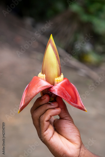 Banana flower in hand, Bangladesh. (Scientific name Musa acuta)
