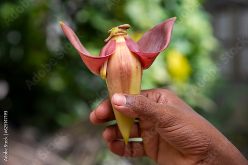 Banana flower in hand, Bangladesh. (Scientific name Musa acuta)