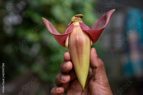 Banana flower in hand, Bangladesh. (Scientific name Musa acuta)