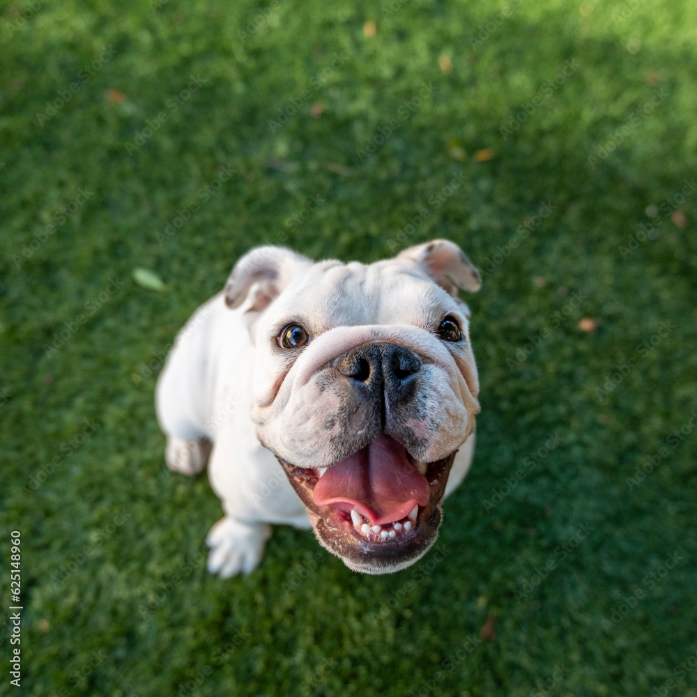 Bulldog puppy in the grass looking up for a portrait
