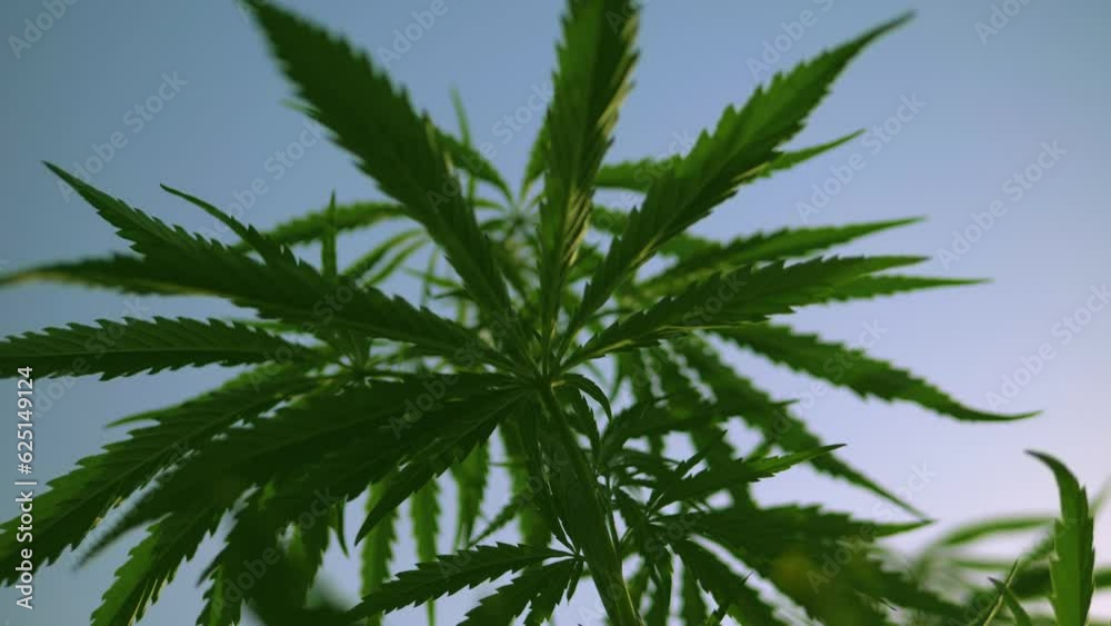 Cannabis grows at sunset in summer in garden. Leaves of a marijuana bush sway in the wind, hand-held shot. Fresh green cannabis flowers over blue sky. Hemp bottom view. Ripe marijuana leaves. Cannabis grows at sunset in summer in garden. Leaves of a marijuana bush sway in the wind, hand-held shot. Fresh green cannabis flowers over blue sky. Hemp bottom view. Ripe marijuana leaves.