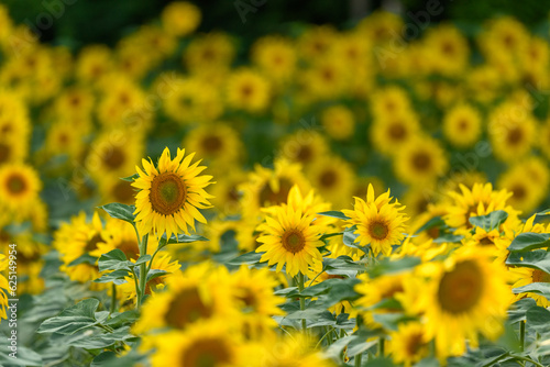 Sunflower flowers in a cultivated field.
