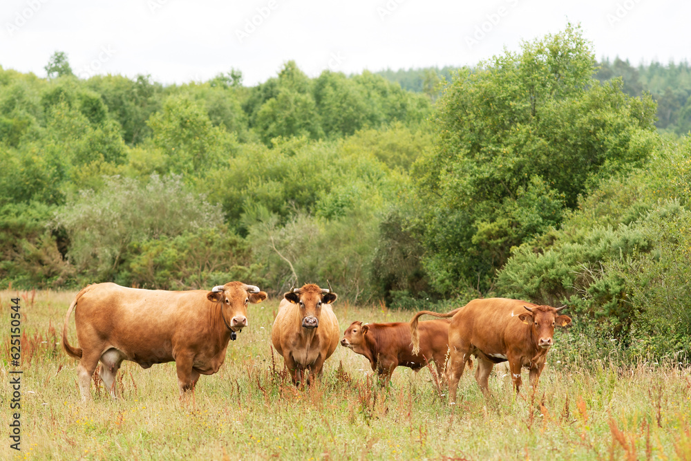 cows grazing in green grassy fields with trees in the background , Galician blond breed