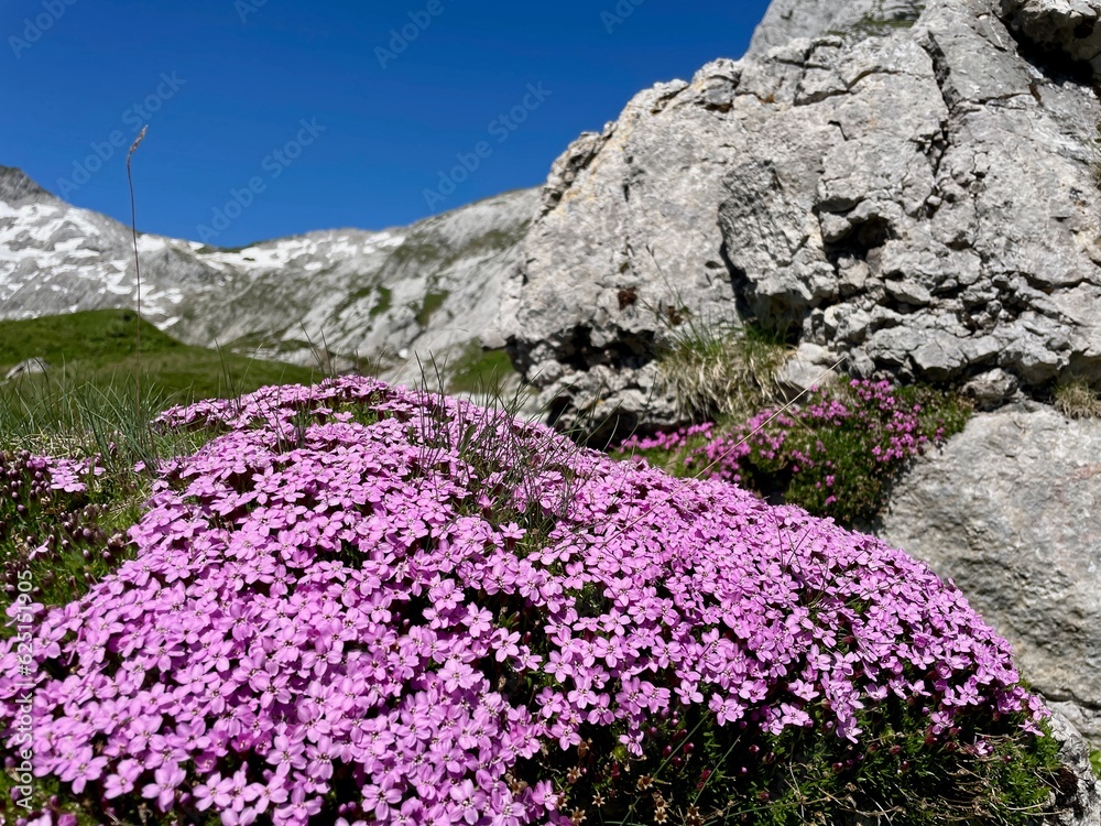 Moss Campion, Silene Acaulis in Swiss Alps.