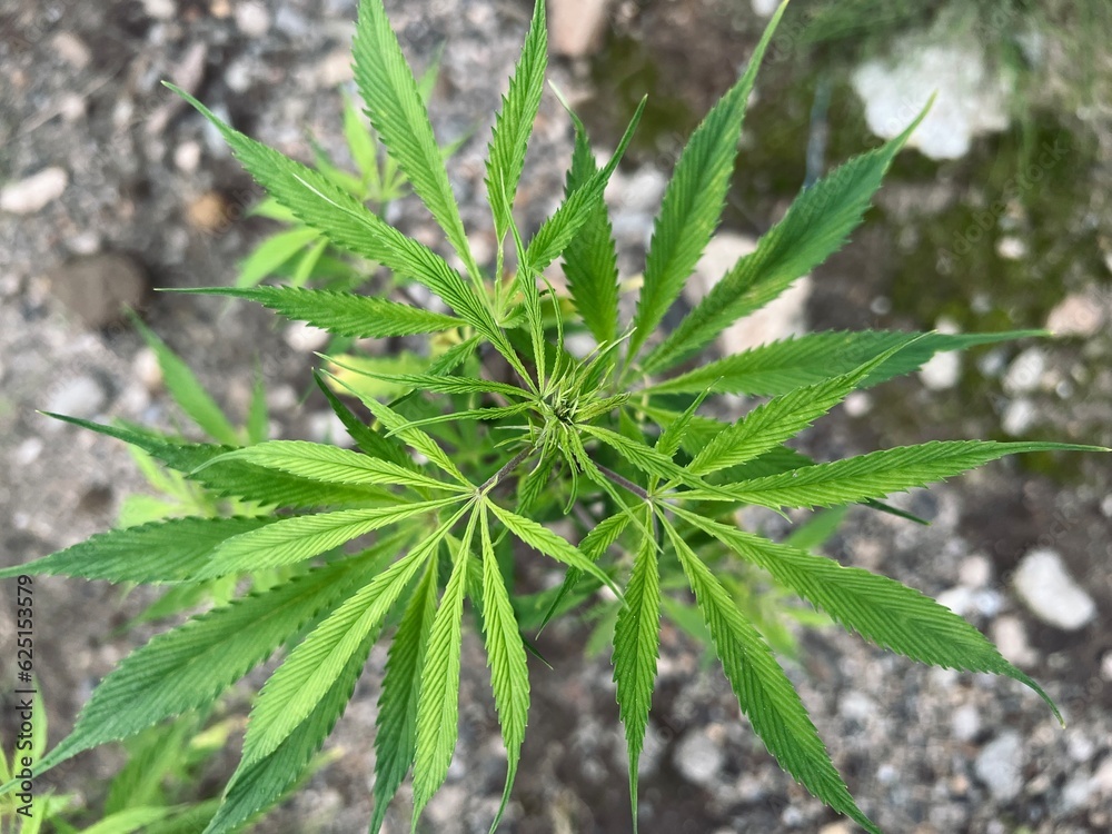 大麻の葉 大麻の葉