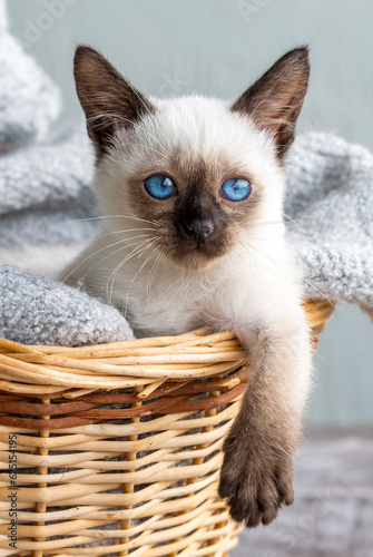 Obraz na płótnie Cute siamese cat, pet animal kitten w salonie