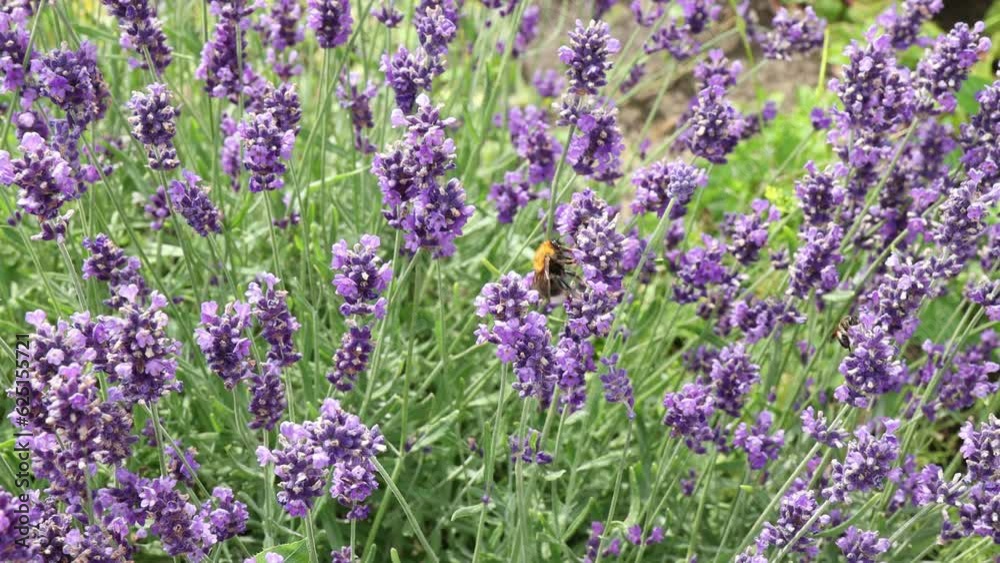 A bumblebee and a bee collect nectar from lovandin flowers in a flower bed in the garden A bumblebee and a bee collect nectar from lovandin flowers in a flower bed in the garden