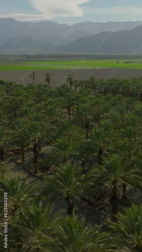 Aerial view palms tree palm oil plantation beautiful green space rich agricultural plants. Cinematic aerial drone flyover grove of oil palm tress. Aerial vertical background, vertical video background Aerial view palms tree palm oil plantation beautiful green space rich agricultural plants. Cinematic aerial drone flyover grove of oil palm tress. Aerial vertical background, vertical video background