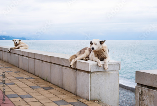 Canvas Print Two homeless street dogs are resting on the promenade by the sea.
