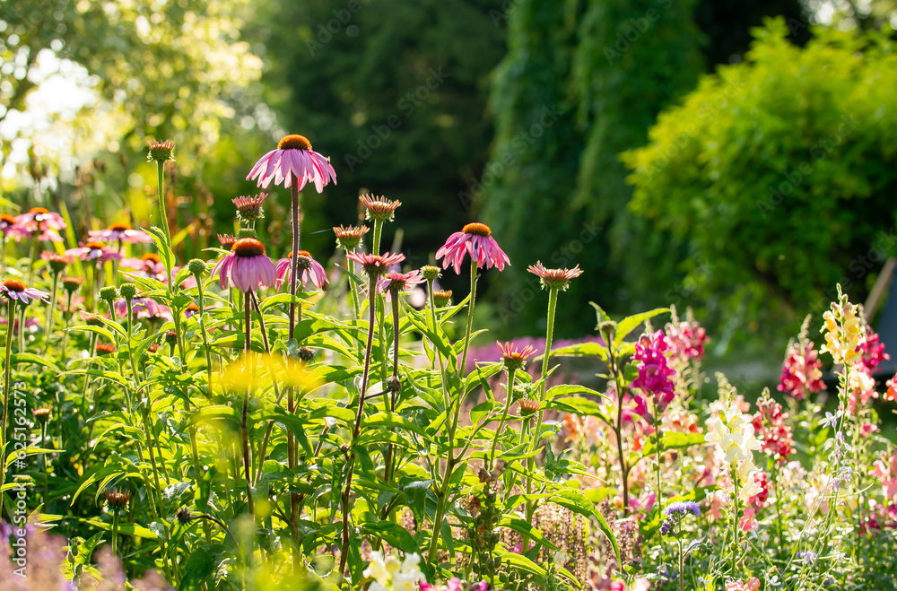 Fototapeta premium Kwiaty w ogrodzie