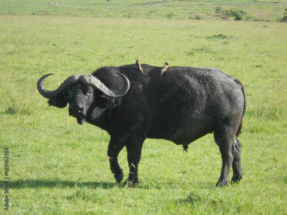 Lone Cape Buffalo with birds on back on grass in Kenya Lone Cape Buffalo with birds on back on grass in Kenya