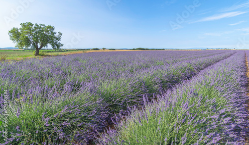 Champs de lavandes en fleurs sur le plateau de Valensole, en Provence, Sud de la France. 