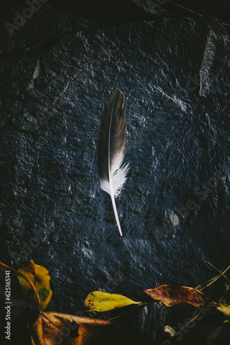 Black and White feather with textural elements photo