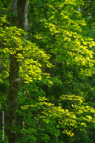 夏の森の鮮やかな緑の木々の葉。
