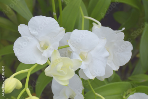 white orchid blooming in garden Bangkok Thailand