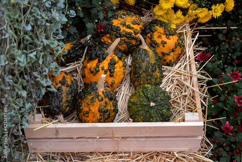 Orange warty pumpkins with cones and warts in a wooden box close-up.