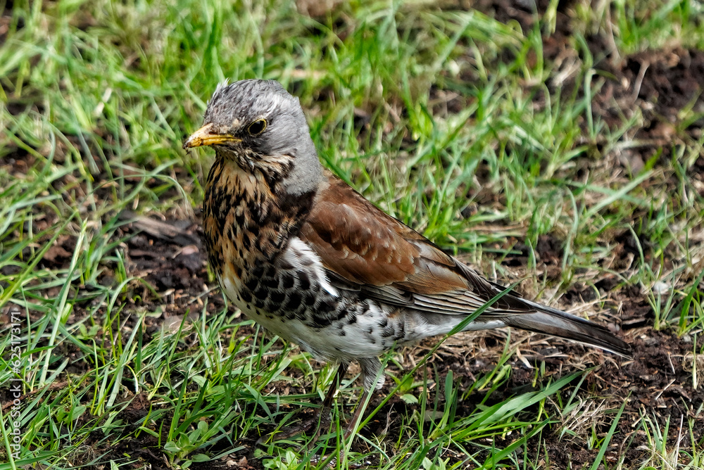 Fototapeta premium Fieldfare (Turdus Pilaris) walking in the grass