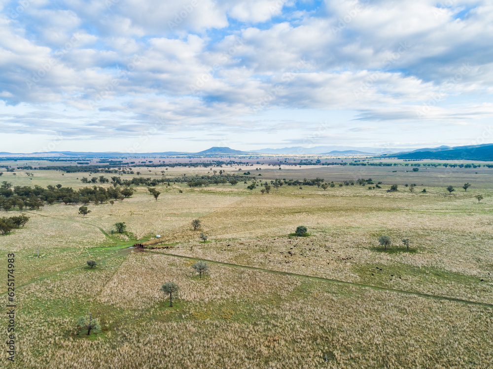 Aerial drone view of cattle herd on farm coming into drink at water trough in paddock Aerial drone view of cattle herd on farm coming into drink at water trough in paddock
