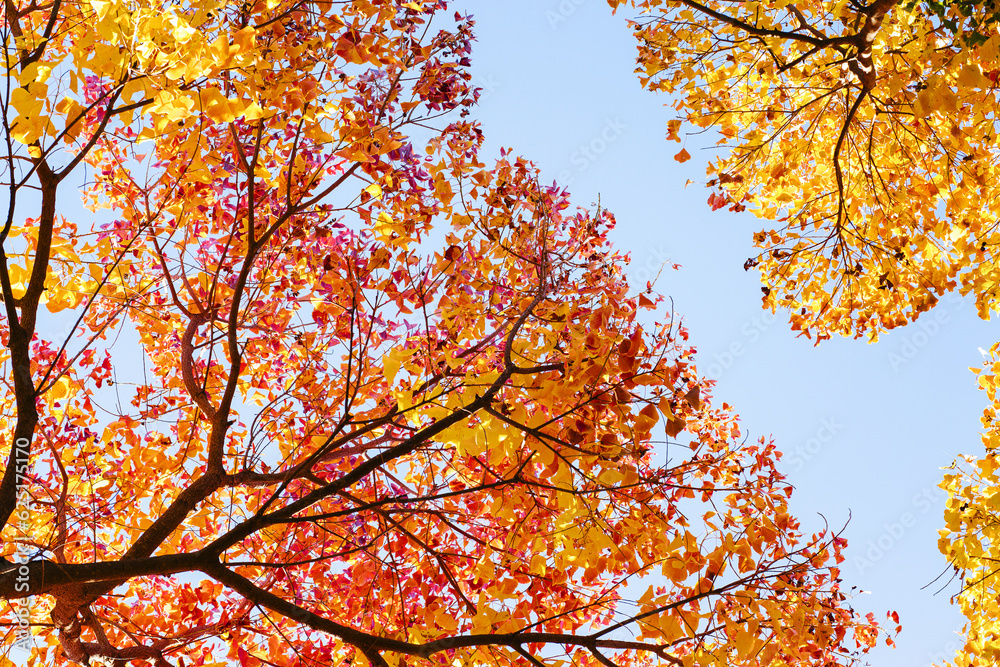 Autumn leaves on trees Autumn leaves on trees
