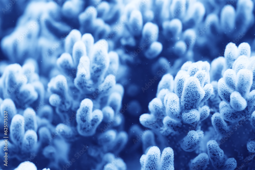 coral texture underwater background reef abstract sea coral texture underwater background reef abstract sea