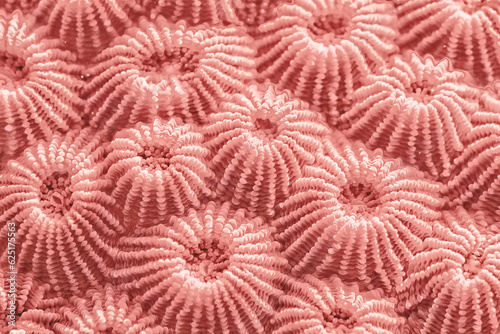 Fototapeta Naklejka Na Ścianę i Meble -  coral color texture background pink tone pastel nature sea underwater