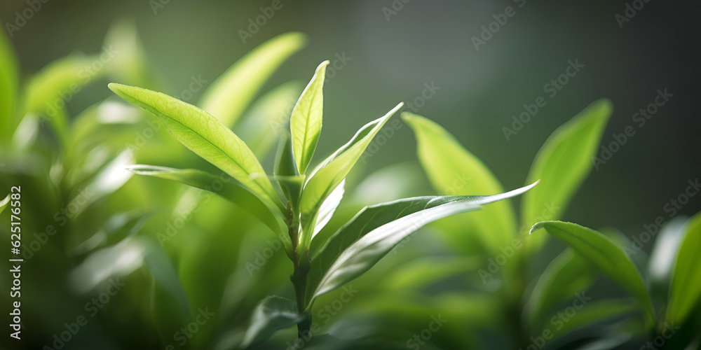 Closeup of top of Green tea leaf in the morning, tea plantation Closeup of top of Green tea leaf in the morning, tea plantation