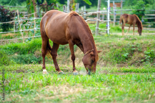 Horse eating and happy on the morning in the farm.