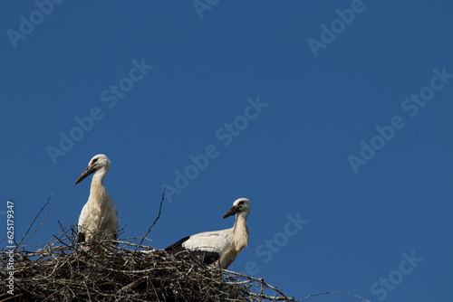 young storks in the nest
