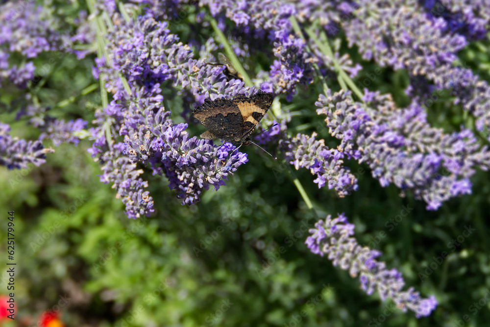 Small tortoiseshell butterfly (Aglais urticae) perched on lavender plant in Zurich, Switzerland Small tortoiseshell butterfly (Aglais urticae) perched on lavender plant in Zurich, Switzerland