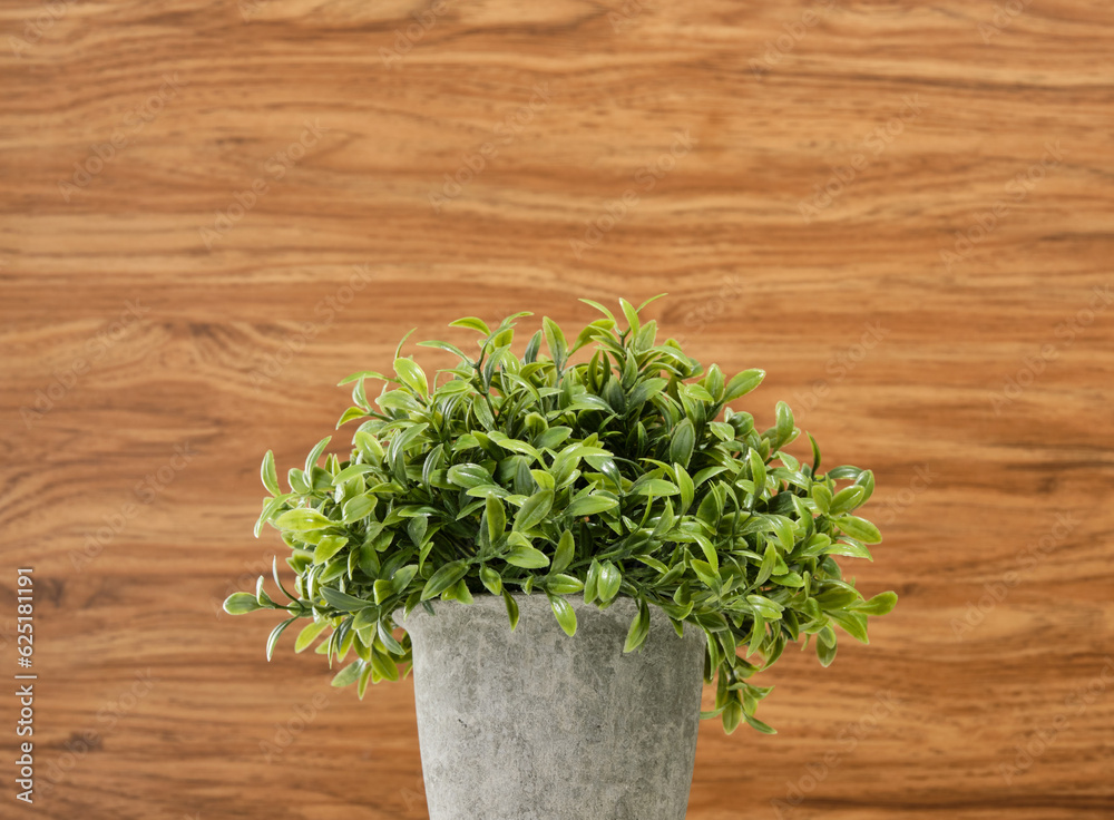 A beautiful decoration of interior decor. A green plant in a gray pot. A beautiful decoration of interior decor. A green plant in a gray pot.