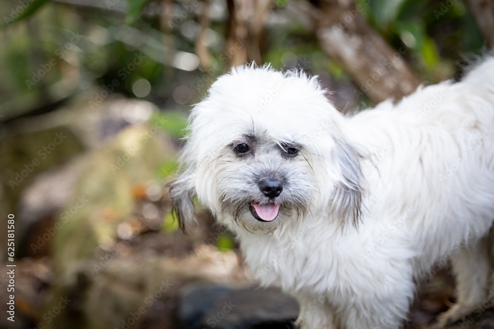 Tibetan Spaniel small fluffy white dog in rocky garden setting Tibetan Spaniel small fluffy white dog in rocky garden setting