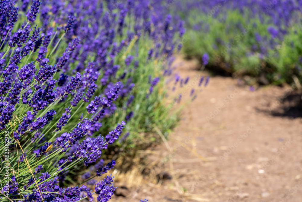 lavender field in provence region
