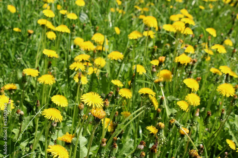 Spring lawn with dandelion flowers on a sunny day.