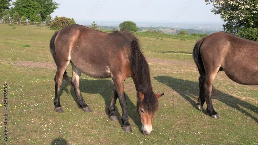 Somerset wild exmoor ponies England UK Somerset wild exmoor ponies England UK