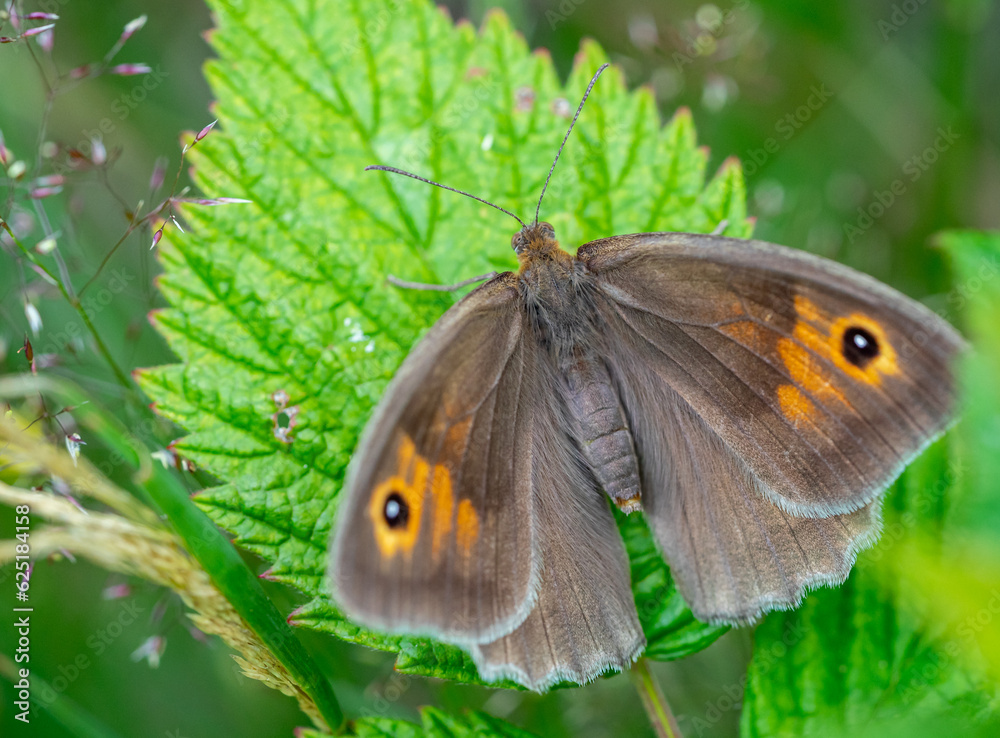 maniola jurtina butterfly on leaf 01 maniola jurtina butterfly on leaf 01
