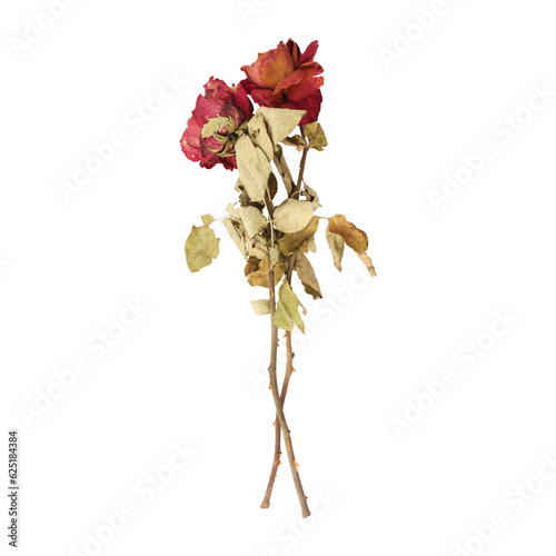 Fototapeta Naklejka Na Ścianę i Meble -  Dry dead rose flower stems isolated on transparent background