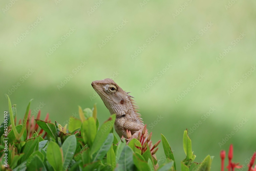 lizard on the grass lizard on the grass