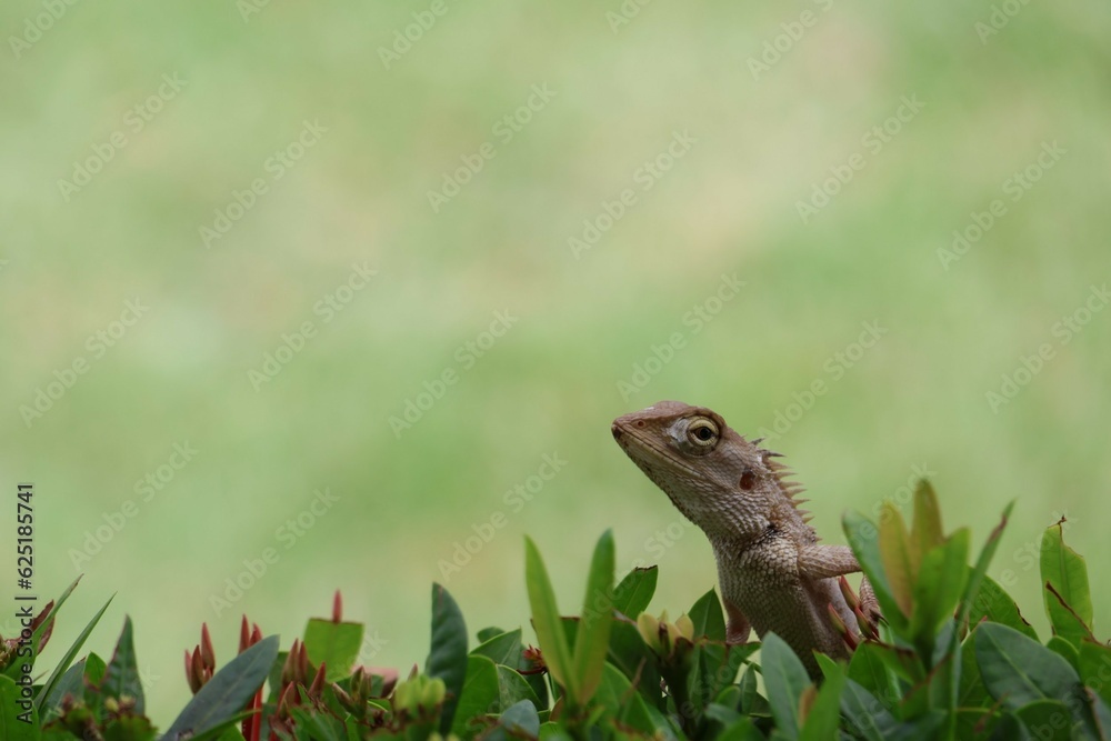Obraz premium lizard on the grass