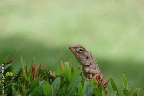 lizard on the grass © วอน จังมึง