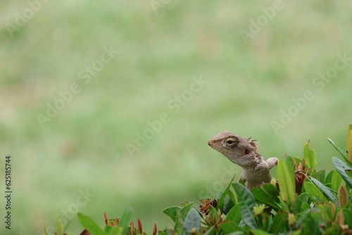 frog sitting on the grass © วอน จังมึง