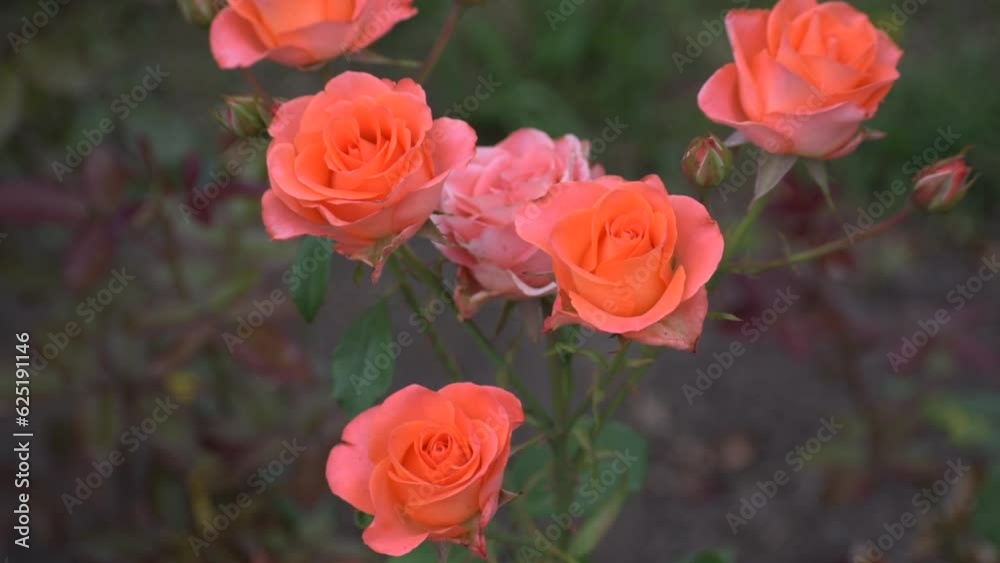 Yellow-red roses grow in summer in the park. Yellow-red roses grow in summer in the park.