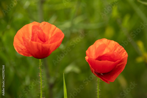 Beautiful close-up shot of two backlit red poppy flowers  Papaver rhoeas  against a blurred green rapeseed field background