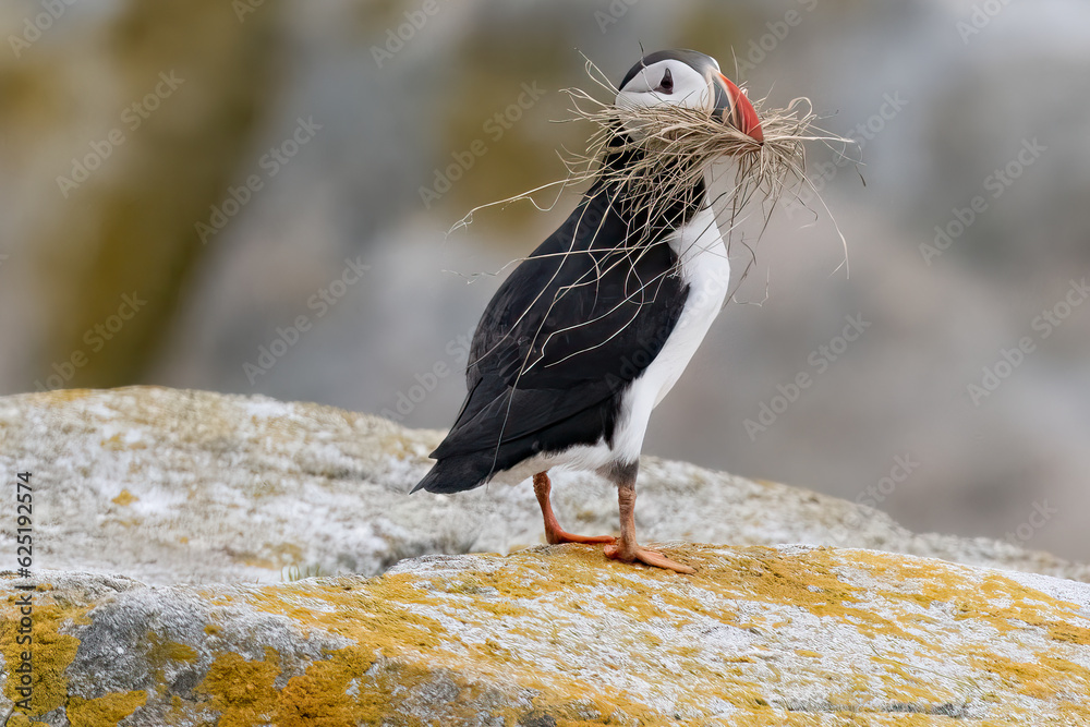 Fototapeta premium An Atlantic Puffin (Fratercula arctica) gathers dried grass for its nest on Machias Seal Island off the coast of Maine.