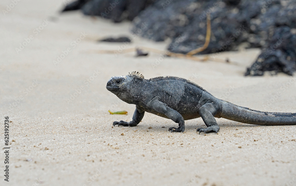 Marine iguana walking on the sandy beach, Isabela island, Galapagos 