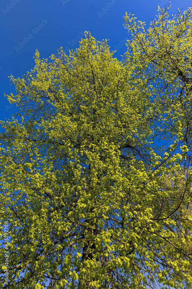 green young foliage of spring lime trees